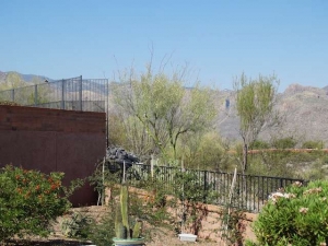 Trees after thinning; mountains are visible around and through trees