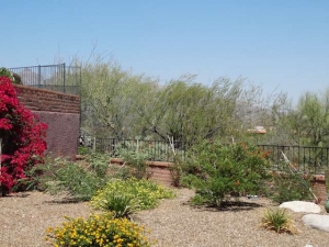 Tress before thinning; mountains are hard to see