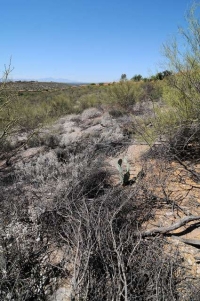 Very old branches from illegal cutting left to rot