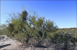 Palo Verde in need of help because it is riddled with mistletoe.