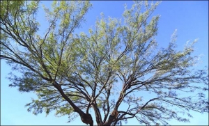 Mesquite which was recently thinned and rid of misteltoe.
