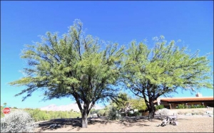 Mesquite in need of attention soon.