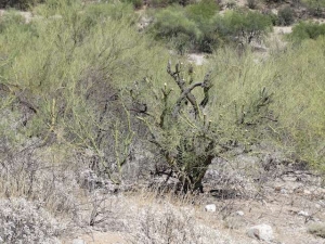 Palo Verde cut off (or mowed) at 4' level