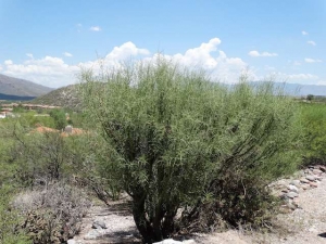 Palo Verde that has regrown after a haircut