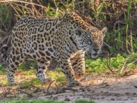 Jaguar in Pantanal         © 2014 Bill Page