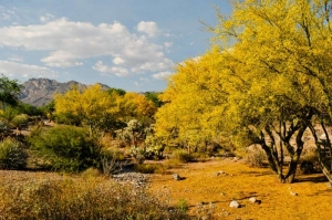Palo Verde in bloom at Valezquez entrance          © 2015 Guy Scharf