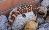 Gila Monster © Pam Negri
