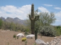 6. Saguaro Cactus Looking East          © 2015 Bob and Sue Vaughan